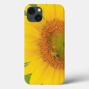 Large field of sunflowers near Moses Lake, WA 1 iPhone 13 Case