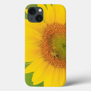 Large field of sunflowers near Moses Lake, WA 1 iPhone 13 Case