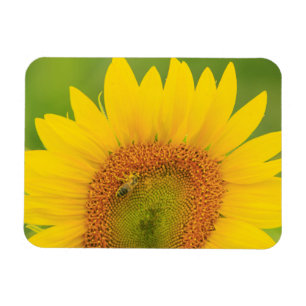Large field of sunflowers near Moses Lake, WA 1 Magnet