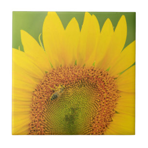 Large field of sunflowers near Moses Lake, WA 1 Tile