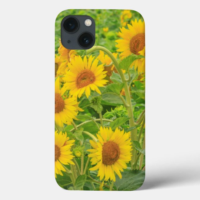 Large field of sunflowers near Moses Lake, WA 2 Case-Mate iPhone Case (Back)