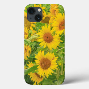 Large field of sunflowers near Moses Lake, WA 2 iPhone 13 Case