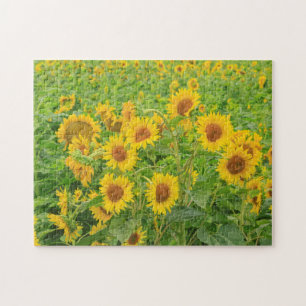 Large field of sunflowers near Moses Lake, WA 2 Jigsaw Puzzle