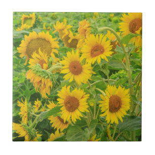 Large field of sunflowers near Moses Lake, WA 2 Tile