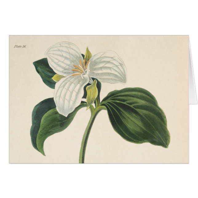 Large Flowered Trillium (Front Horizontal)