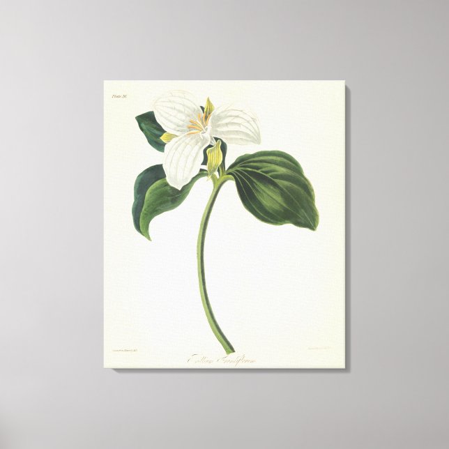 Large Flowered Trillium Canvas Print (Front)