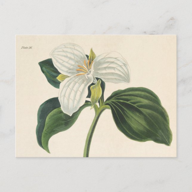 Large Flowered Trillium Postcard (Front)