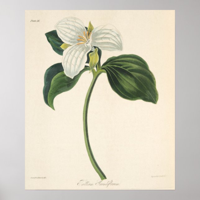Large Flowered Trillium Poster (Front)