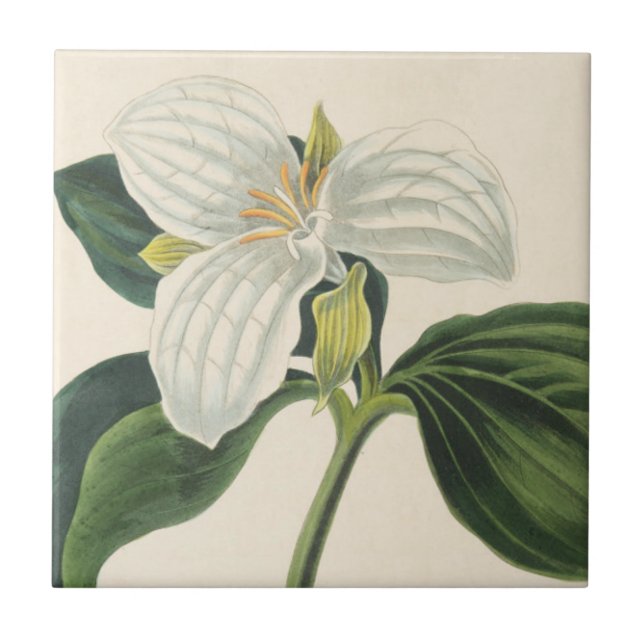 Large Flowered Trillium Tile (Front)