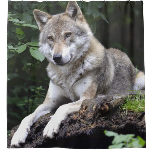 Large Front View of Wolf on edge of cliff Curtain (Front)