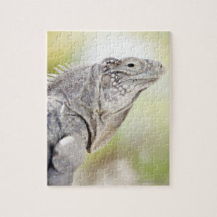 Large green Iguana basking in the sun in the Jigsaw Puzzle