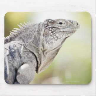 Large green Iguana basking in the sun in the Mouse Pad