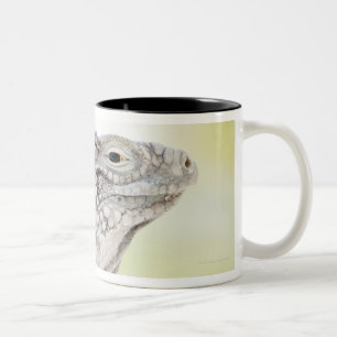 Large green Iguana basking in the sun in the Two-Tone Coffee Mug