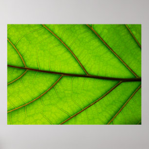Large Green Leaf poster