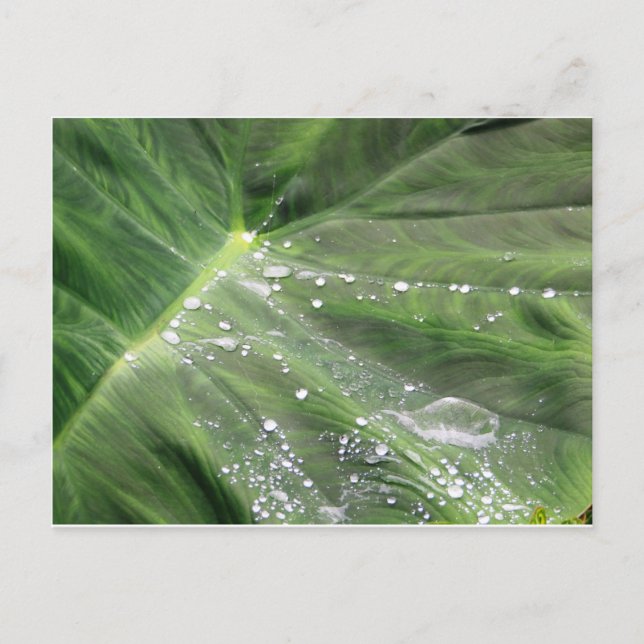 Large green leave with water postcard (Front)