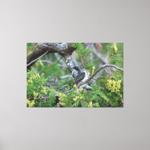 Large Grey Bird Canvas Print