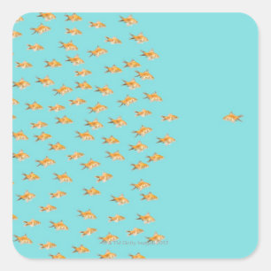Large group of goldfish facing one lone goldfish square sticker