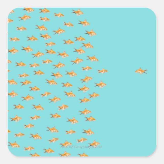 Large group of goldfish facing one lone goldfish square sticker (Front)