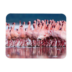 Large Group Of Lesser Flamingos Magnet