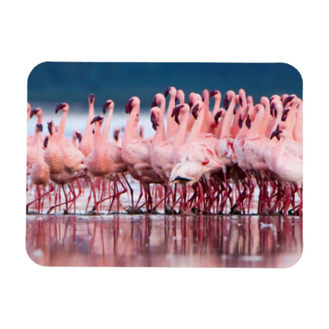Large Group Of Lesser Flamingos Magnet (Horizontal)