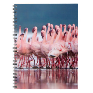 Large Group Of Lesser Flamingos Notebook
