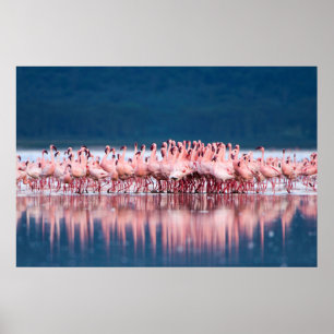Large Group Of Lesser Flamingos Poster