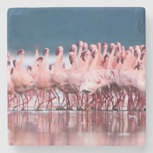 Large Group Of Lesser Flamingos Stone Coaster (Front)