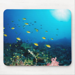Large group of Ocellated Orange fish swimming Mouse Pad