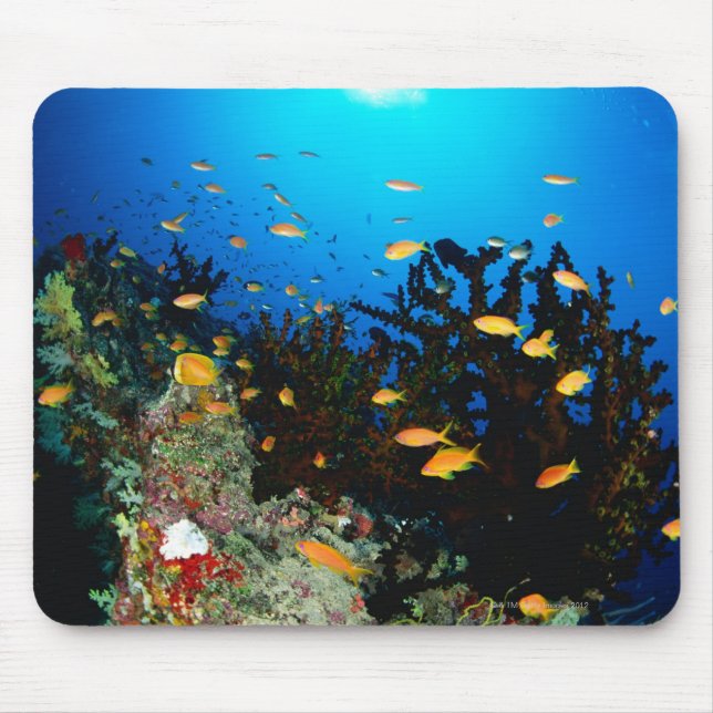 Large group of Sea Goldie fish swimming Mouse Pad (Front)
