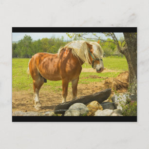 Large Horse Near Stone Wall In Spring Farm Field Postcard