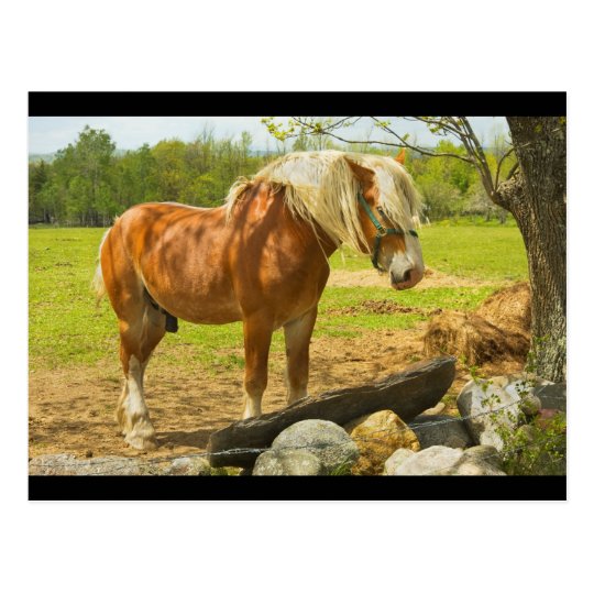 Large Horse Near Stone Wall In Spring Farm Field Postcard