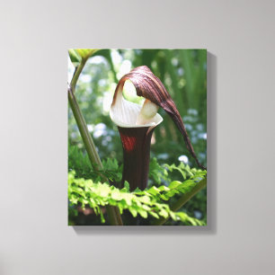 Large Jack In The Pulpit Flower Close Up Canvas Print