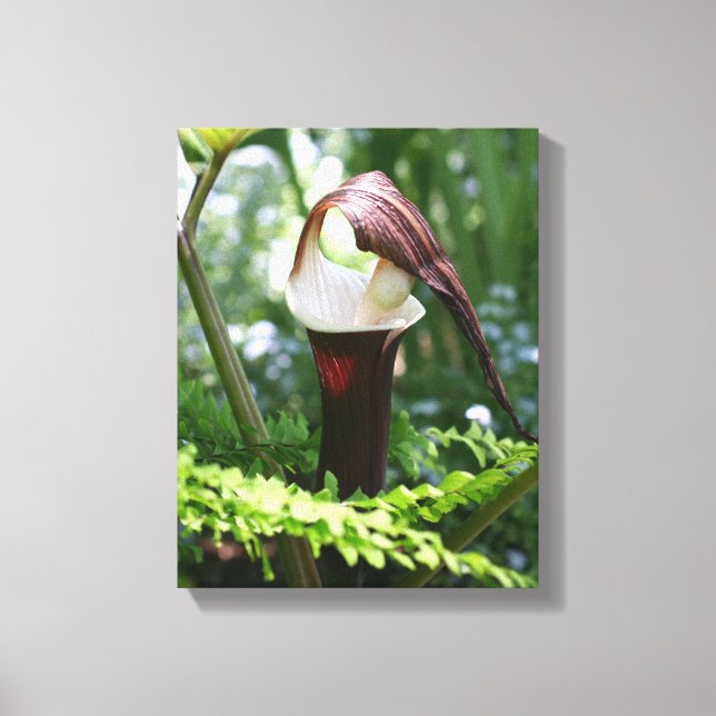 Large Jack In The Pulpit Flower Close Up Canvas Print (Front)