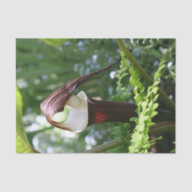 Large Jack In The Pulpit Flower Close Up Decoupage Tissue Paper (Front)