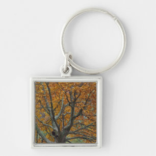 Large maple tree in autumn, Bass Lake, near Keychain