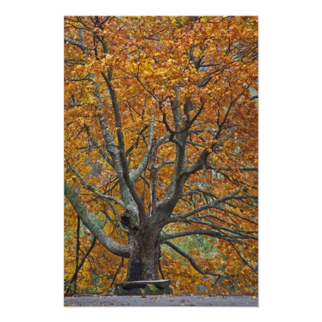 Large maple tree in autumn, Bass Lake, near Photo Print (Front)