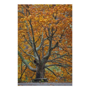Large maple tree in autumn, Bass Lake, near Photo Print