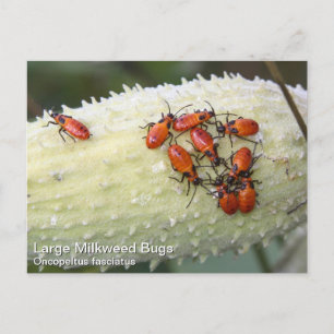 Large Milkweed Bug Postcard