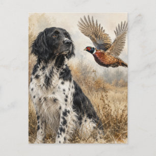 Large Münsterländer with  Pheasant Postcard