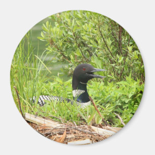 Large nesting Loon Magnet
