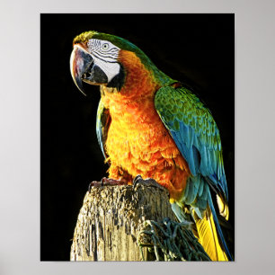 Large Orange and Teal Parrot on a Stump Poster
