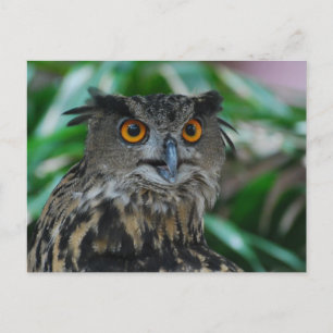 Large Owl Postcard