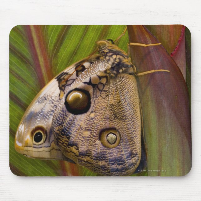 Large owlet Butterfly (Opsiphanes tamarindi) Mouse Pad (Front)