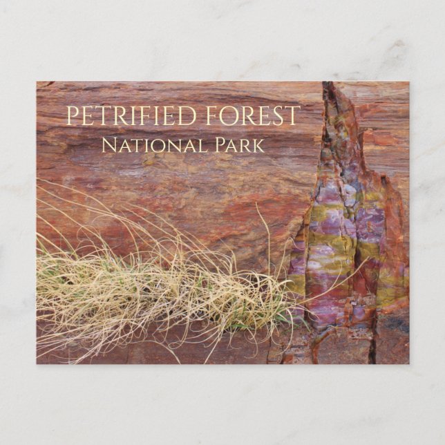 Large Petrified Tree in Petrified Forest NP Postcard (Front)