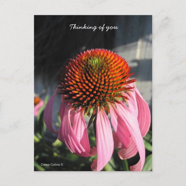 Large Pink Daisy Postcard (Front)