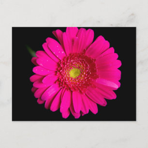 Large Pink Gerber Daisy Postcard