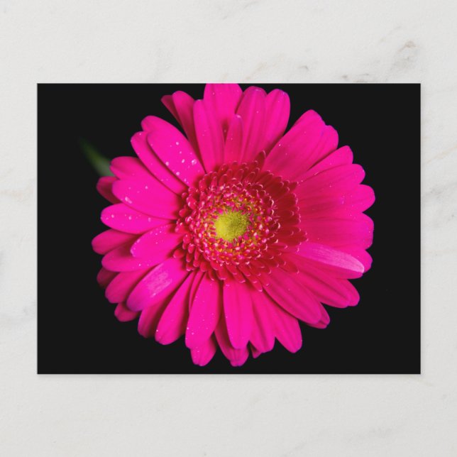 Large Pink Gerber Daisy Postcard (Front)