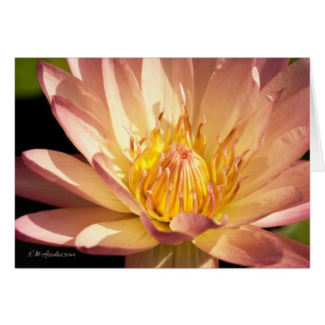 Large Pink waterlily (Front Horizontal)