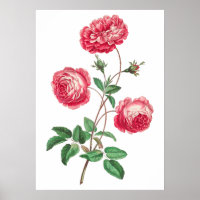 Large Provence Rose (1770–1775) by John Edwards.