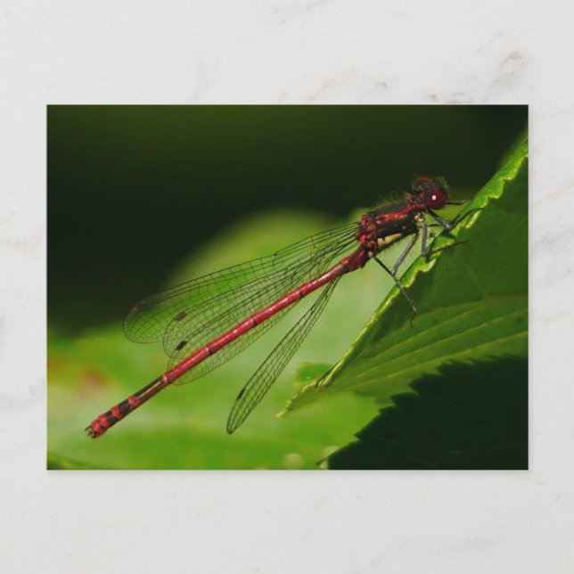 Large Red Damselfly Postcard (Front)